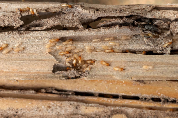 Pest Prevention Services in Shawnee, KS